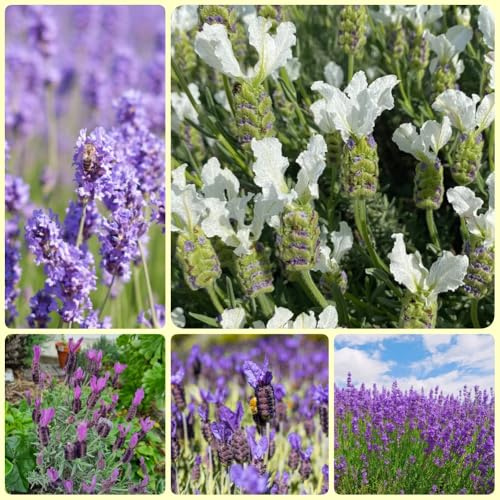 Semillas de lavanda, semillas regalos para los amantes del jardín semillas de interior 200pcs