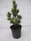 Sibirische Zirbelkiefer - Pinus cembra sibirica - Synonym Arve - 25-30cm
