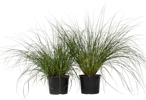 Plant in a Box - Set di 2 - Pennisetum alopecuroides Hameln - erba piuma perenne Resistente - erba ornamentale - Vaso 23cm - Altezza 20-300cm