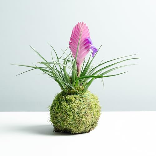 Kokedama Tillandsia Rose | Kokedama naturel | Technique japonaise | Boule de mousse | Décoration | Maison | Kokedama d'intérieur | Facile d'entretien