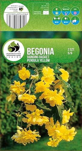 AGRONOM | BEGONIAS - YELLOW | Bulbos de flores perennes | Flores amarillas | Cultivadas en jardines de flores, macetas y céspedes floridos | 2 bulbos