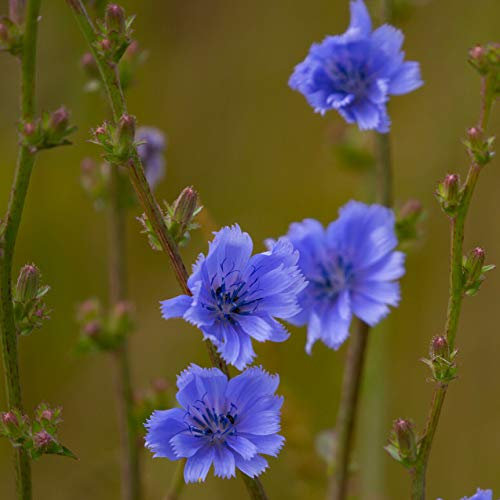 10kg Seeds of Common Chicory Cichorium Intybus Succory