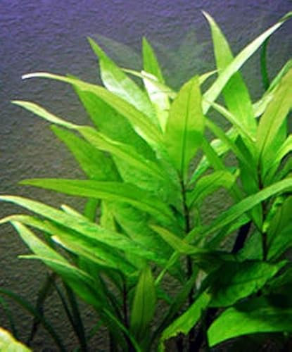 Live Aquarium Plant ¦ HYGROPHILA CORYMBOSA 'Starhorn Temple Plant' ¦ Easy Hardy Beginner Friendly Algae Control Low‑Maintenance Tropical Rooted Aquascaping Aquatic Fish Tank Snail Free Shrimp Safe