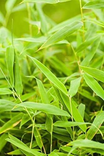 Fargesia murieliae 'Sonnenschein' 60-80 cm – Winterhart, Immergrün, Pflegeleicht – Gartenbambus – Heckenpflanze für Garten & Sichtschutz