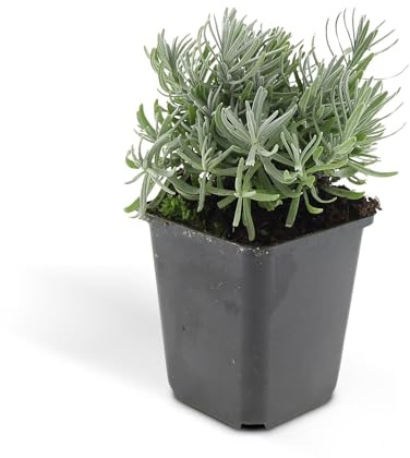 Trendyplants - Lavandula 'Hidcote' - 40 pièces - Lavande - Résistant à l'hiver - Hauteur 10-25 cm - Taille du pot Ø9cm