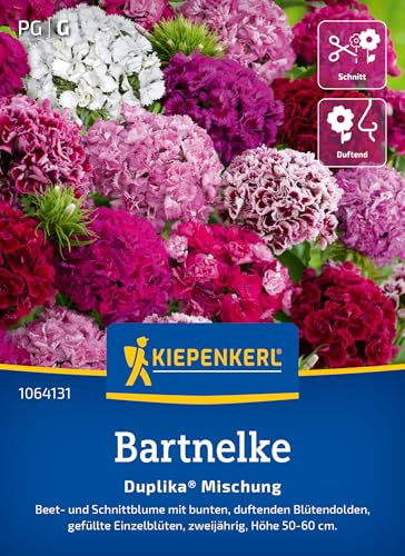 Kiepenkerl Bartnelkensamen Duplika® Mischung 1064131 - Bunte Nelkensamen für farbenfrohe Blumenmischung für Beet & Kübel - Wildblumensamen, Blumenwiese