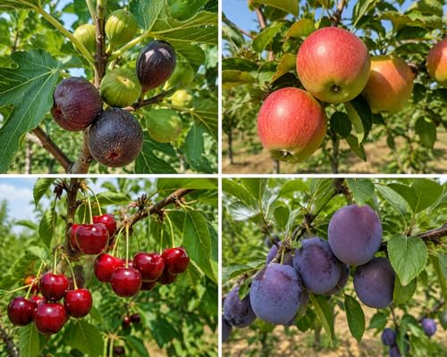 Garden Center Shop | Pack Árboles Frutales Peral Manzano Almendro Cerezo Ciruelo Melocotonero e Higuera | Plantas Naturales para Jardín y Huerto (Higuera, Manzano, Cerezo y Ciruelo)