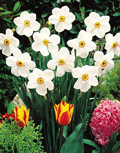 10 Dichternarzissen Actaea duftend Narzissen Blumenzwiebeln Narcissus