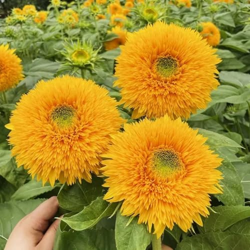 semillas de girasol perennes resistentes - jardín Decoración balcón 500pcs
