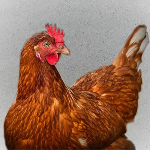 20 Kg Hühnereinstreu Geflügeleinstreu Badesand Sandbad für Geflügel