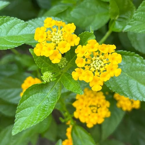 lantana - jardín de rocas de jardín (Lantana camara) balcón trepadoras raras interior Parterres elevados el Cubresuelos resistentes 25semillas