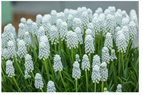 Oliwier's Bulbs 20x Muscari Botryoides Album White Grape Hyacinth Bulbs Beautiful Garden Patio Balcony Early Spring Flowers Bulbs Ready for Planting Now