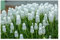 Oliwier's Bulbs 20x Muscari Botryoides Album White Grape Hyacinth Bulbs Beautiful Garden Patio Balcony Early Spring Flowers Bulbs Ready for Planting Now