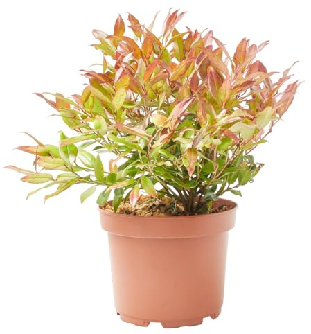 Verdecora Leucothoe en maceta de 3 litros | Leucothoe fontanesiana | Arbusto Natural de Sombra | Follaje Colorido y Decorativo | Ideal para Jardines Sombríos y Terrazas