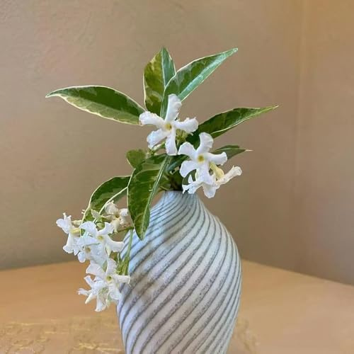 Jazmín estrella resistente - semillas plantas trepadoras resistentes plantas resistentes de balcón en macetas decoración vegetal semillas de flores jardín, macetas perennes en jardín 450pcs