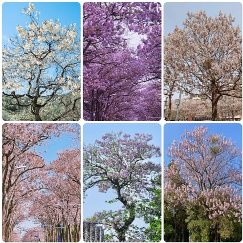 semillas de paulownia, interior, paulonia, resistentes, 300pcs