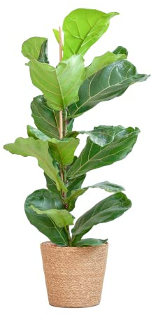 BloomPost Ficus Lyrata + Korb - 70-80 cm - Zimmerpflanze - Pflegeleicht - Einfach zu züchten - Pflanzen für das Heimbüro - Perfekt für saubere Luft - Topf enthalten