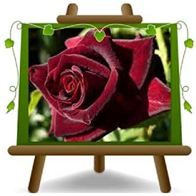 EURO PLANTS VIVAI Rosa Alberello Rosso Scuro Grandi Fiori Vaso 26 cm