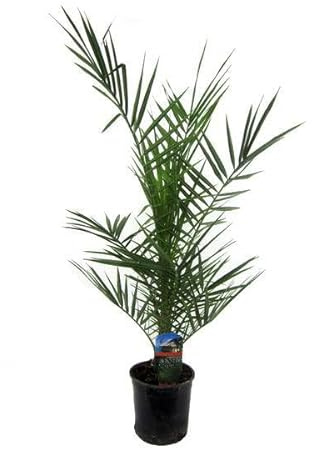 Phoenix Canariensis – Palmera datilera canaria – Planta exótica para habitaciones y macetas – Palmera para jardín, terraza y apartamento – Ø15 cm – 80 cm