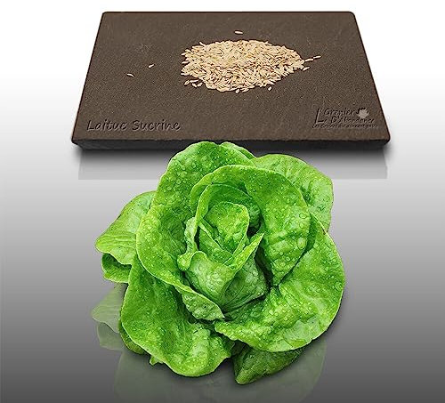 500 Graines à semer - Le Grenier d'Abondance - LAITUE GRASSE - Sucrine