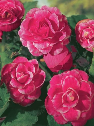 Begonia Camelia | 3 Stück | Knolle | Topfpflanze | Geeignet für Kübel | Rosa | Weiß | 100% Blütegarantie | QFB Gardening