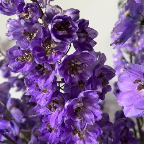 semillas de delphinium, delphinium de perennes de balcón perennes resistentes silvestres de balcón 250pcs