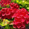 Hydrangea macrophylla 'Red Baron' in 2L Pot with Stunning Flowers 3fatpigs®