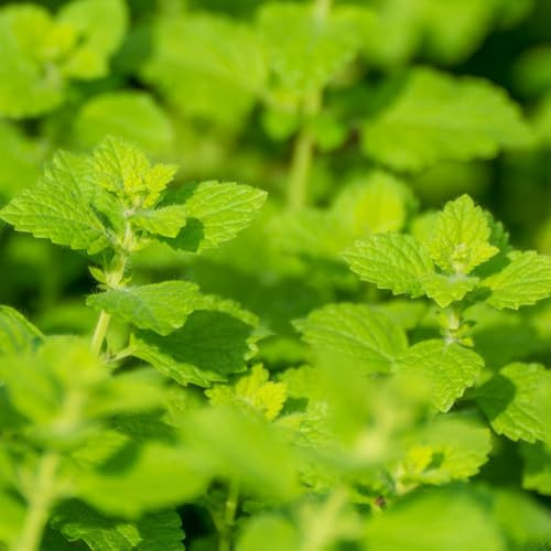semillas de melisa - resistentes semillas de productos sostenibles variedades antiguas cultivo jardín silvestres balcón, verdes 250pcs
