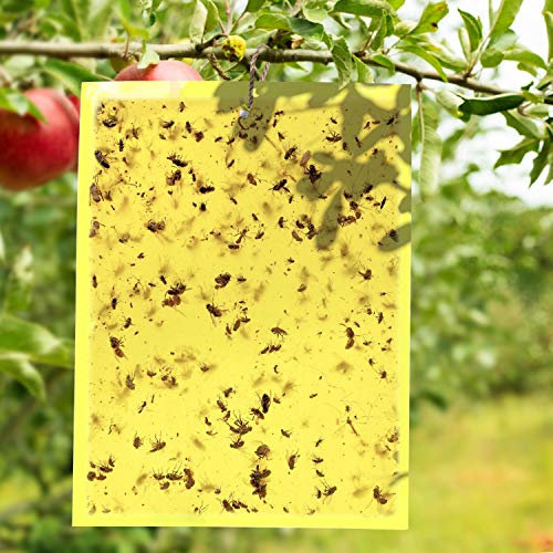 Fruit Fly Traps (40 Pack), Double-Sided Yellow Sticky Traps, Gnat Traps for Kitchen & Plants, Fruit Fly Killer - Sticky Gnat Trap Indoor Outdoor Solution