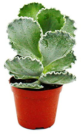 Exotenherz - Cotyledon undulata - Silberkrone - Muschel-Sukkulente - im 8,5cm Topf