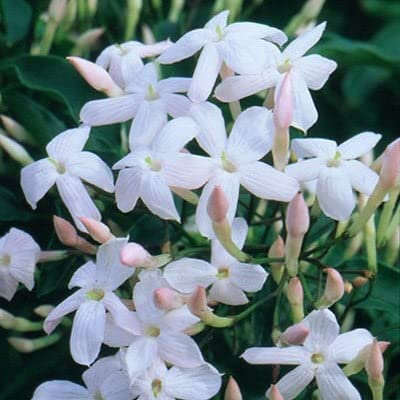 Plant Theory 60cm Cane Jasminum polyanthum Many Flowered Jasmine White Flowering Vine Climbing Plant 3L Pot