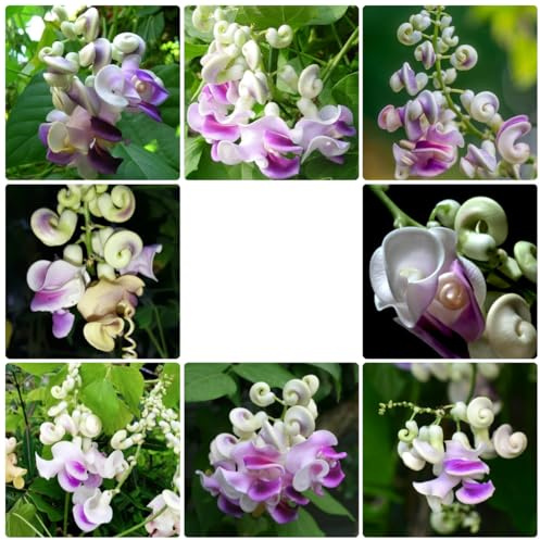 semillas de frijol caracol, Vigna caracalla, jardín, perennes, resistentes. variedades antiguas para camas elevadas 55pcs
