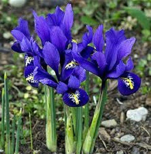 Portal Cool 50 XDwarf Iris Reticulata Bulbos Principios de la primavera de la floraciÃƒ³n. pedido con anticipaciÃƒ³n
