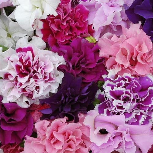Perfect Plants - Petunia Double Flowered Mixed Bedding Plants - 6 Pack Garden Ready Plants