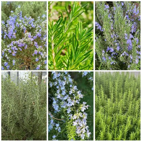 semi di rosmarino biologico, vecchie varietà da giardino da interno per balcone primaverili, 1000pcs
