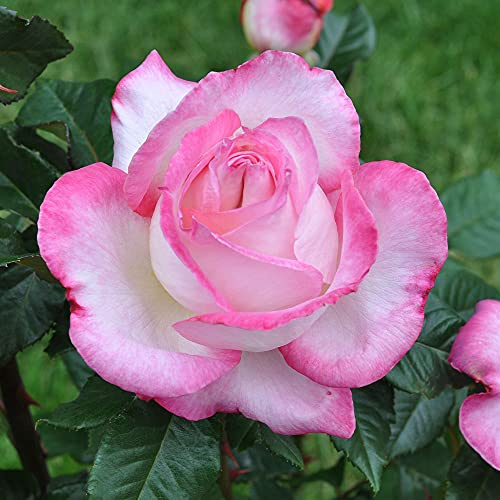 Heirloom Roses Rose Plant - California Dreamin'™ Purple and White Rose Bush, Hybrid Tea Live Plant for Planting Outdoors