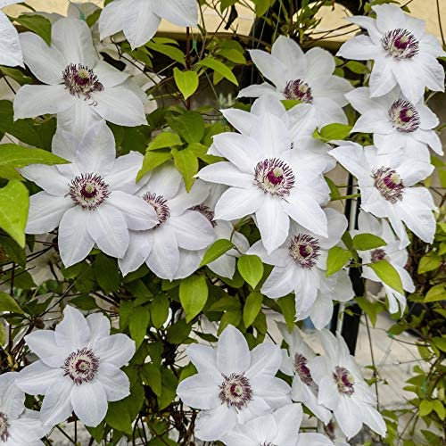 Hardy Perennial Clematis ‘Miss Bateman’ Flowering Climber, Potted Garden Plants Ideal for Cottage Gardens, Walls, Fences, Patio and Containers 1x 1.7cm Potted Plant by Thompson and Morgan