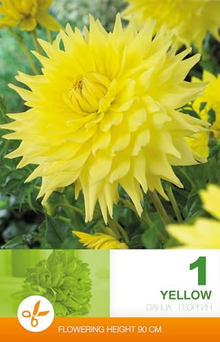 AGRONOM | DALIAS - YELLOW | Bulbos de flores perennes | Flores amarillas | Cultivadas en jardines de flores, macetas y céspedes floridos | 1 bulbo
