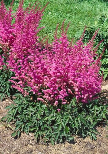 Astilbe chinensis 'Veronica Klose' ca. 9x9 cm Topf - Prachtspiere, rosa Blüten, Blütezeit Juli-August, ideal für schattige Beete, pflegeleicht und winterhart