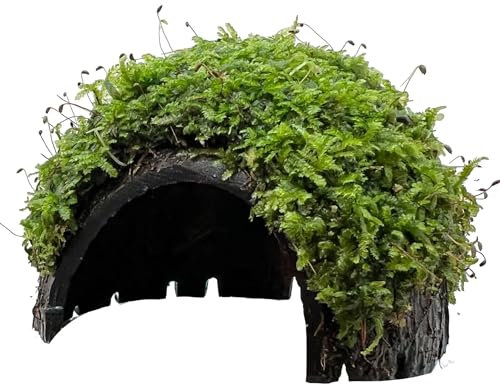 1 Hole Coconut with Moss - adds Colour and shelter to a Fish Tank