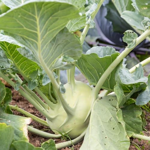 semi di cavolo rapa biologici, giardino balcone resistenti rare 150pcs