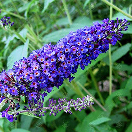 Buddleia davidii 'Empire Blue' Butterfly Bush Scented Garden Shrub | 9cm Pot