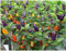 PREMIER SEEDS DIRECT - DWARF PEPPER HOT - ROXI - 50 SEEDS