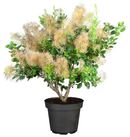 Cotinus coggygria 'Young Lady' 40-60 cm – Winterhart, Mehrjährig, Pflegeleicht – Perückenstrauch – Zierstrauch für Garten & Beet