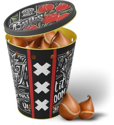 15x Bulbes de tulipes “RED RAVE” Boîte en métal – Tulipes rouges puissantes, variété Strong Love – Nouvelle récolte – Bulbes à fleurs de qualité hollandaise – BOLT Amsterdam (1 unité)
