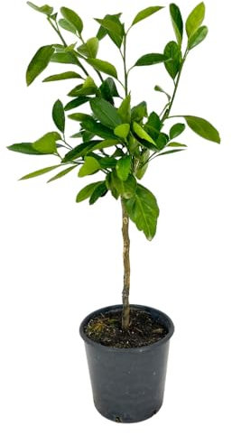 PIANTA albero LIMONE LUNARIO 4 STAGIONI VASO16CM MINI agrumi sicilia h60cm FOTO REALE AMDGarden