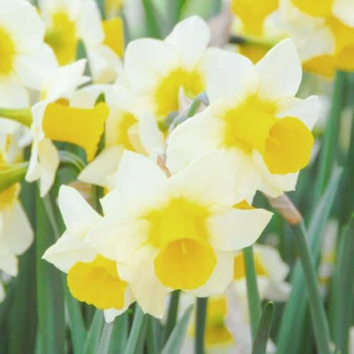 Narzissenzwiebel-Winterhart MehrjäHrig,Narzissen Zwiebeln,Narzissen Zwiebeln Winterhart MehrjäHrig,Narzissen Knollen Winterhart,Narzissen Pflanzen,Bonsai Pflanze,Einfach Zu Pflanzen-6zwiebeln-e