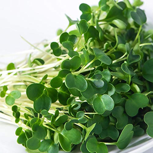 Microgreens Salad Rocket Victoria Grow All Year Round 1 Packet (300 Seeds)