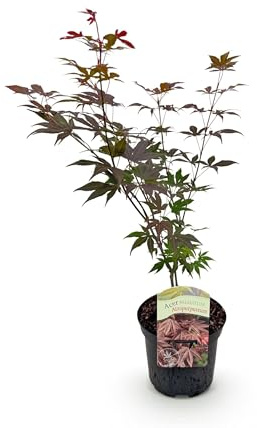 Terrassväxt - Japansk lönn - Acer palmatum Atropurpureum - Lila - 2 Växter - Lövfällande - 60-70cm - Ø25cm - Trädgårdsväxt