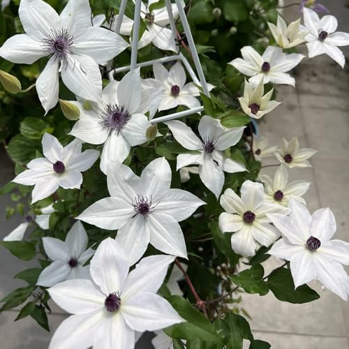 Semillas de Clematis, de jardin resistentes Clemátide florida, silvestres semillas exóticas perennes 120pcs